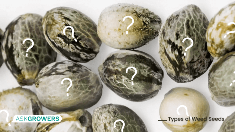 Types of Cannabis Seeds